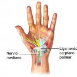 nervios-y-ligamentos-muc3b1eca